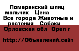 Померанский шпиц, мальчик › Цена ­ 35 000 - Все города Животные и растения » Собаки   . Орловская обл.,Орел г.